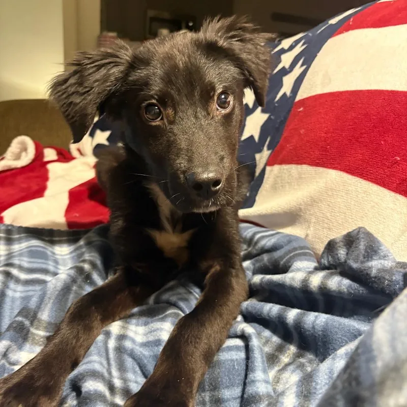 Gummy Bear thumbnail 3