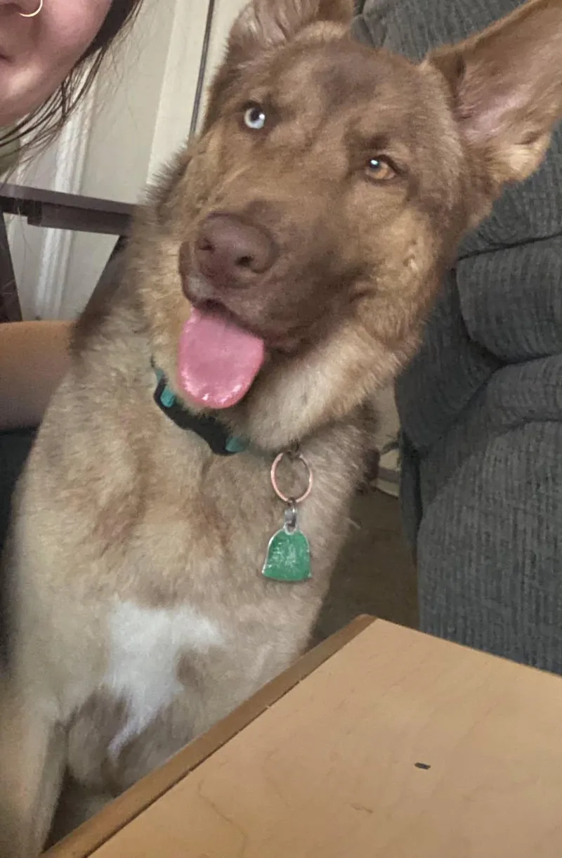 A young large-sized female German Shepherd Dog dog named Jerzie for adoption in Albany, OR