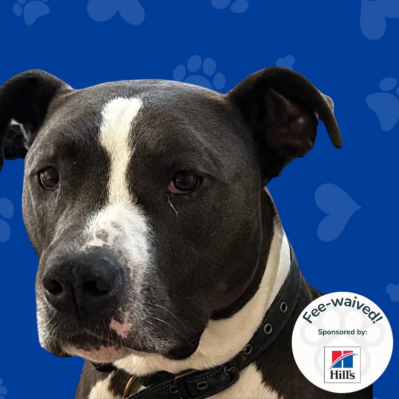 An adult large-sized male Pit Bull Terrier dog named Lorenzo for adoption in Reno, NV