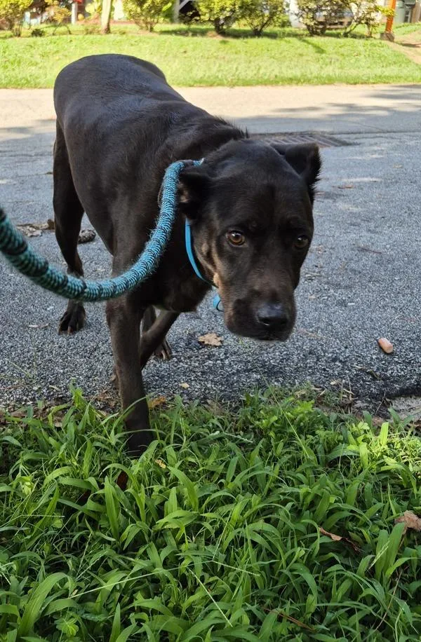 A senior small-sized male Labrador Retriever dog named Pen C Blackie for adoption in Lawrenceville, GA
