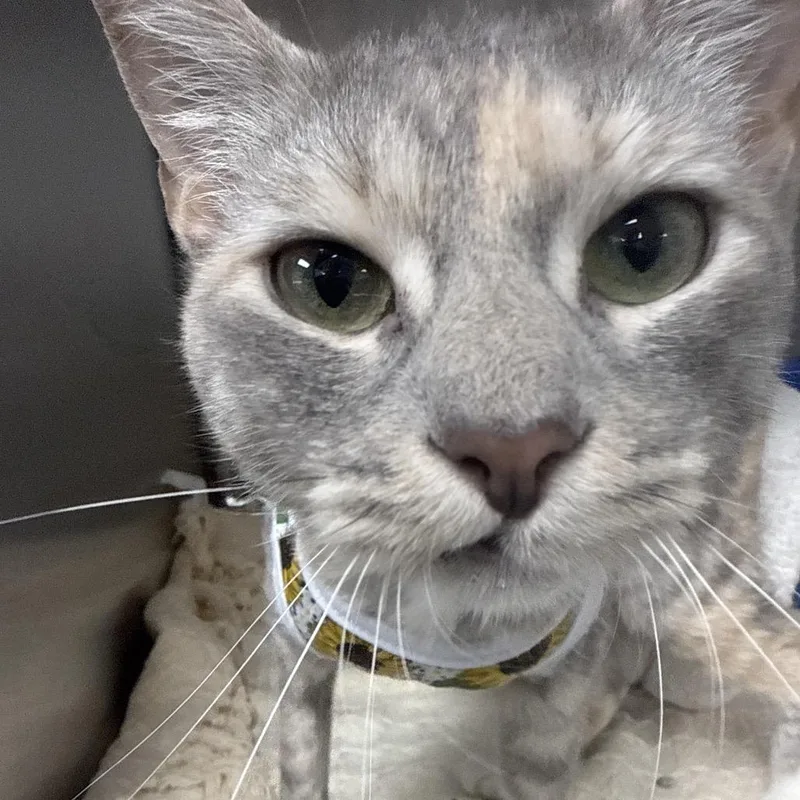 A young medium-sized female Tortoiseshell Domestic Medium Hair cat named Athena for adoption in Lakeland, FL