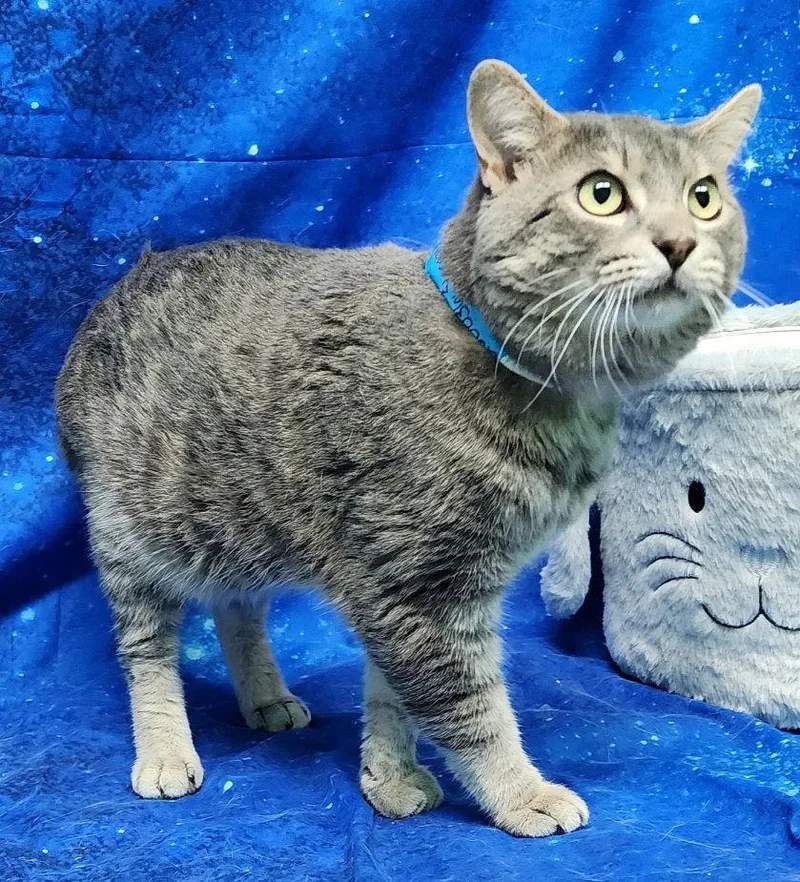 An adult medium-sized male Domestic Short Hair cat named Stormy for adoption in Wetumpka, AL