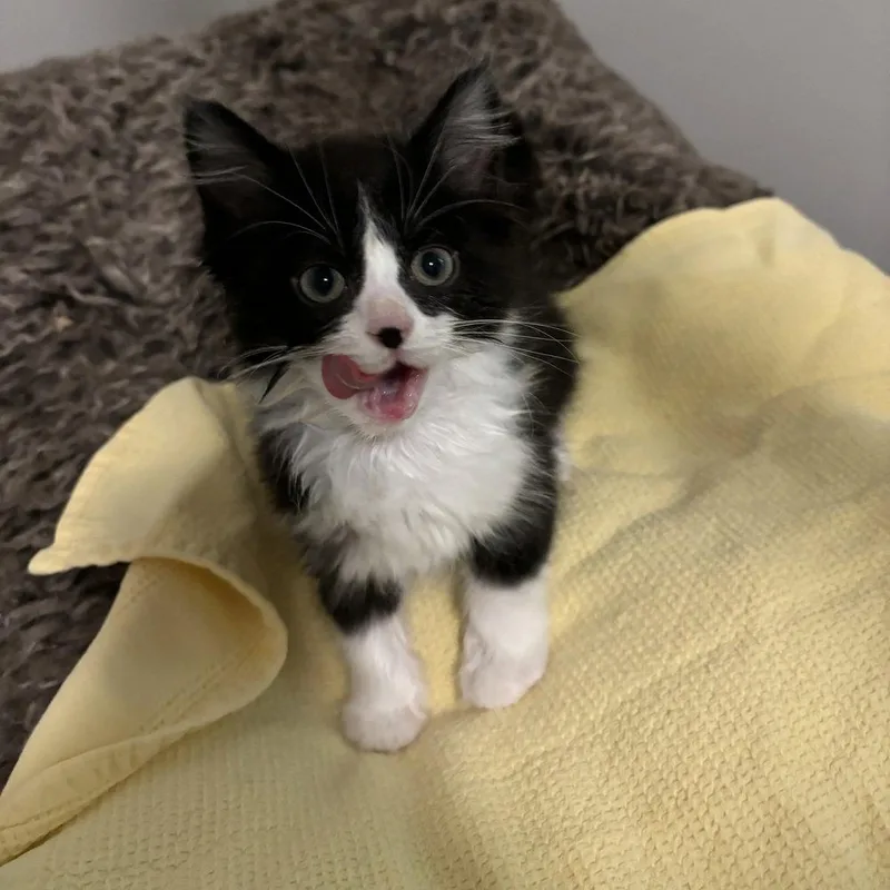 A baby medium-sized male Domestic Medium Hair cat named Jonagold for adoption in Candler, NC