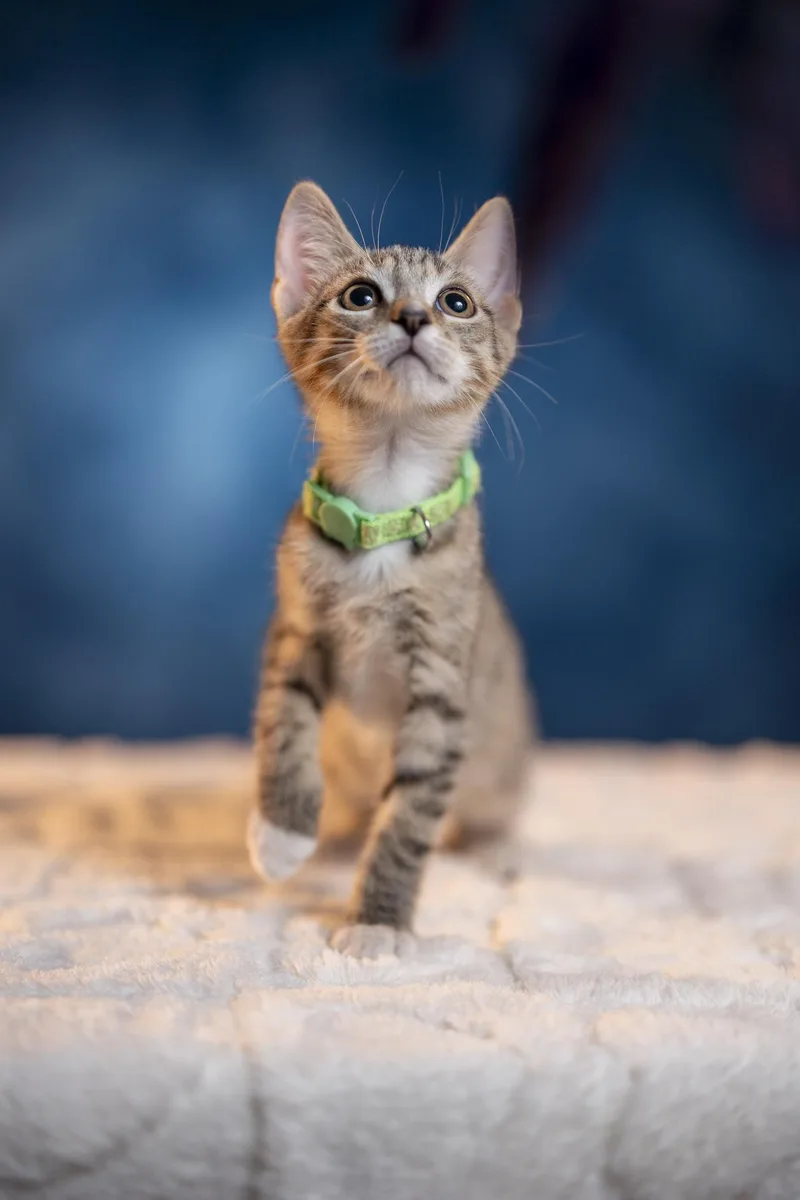 A baby medium-sized male Tabby (Gray / Blue / Silver) Domestic Short Hair cat named Chandler for adoption in Maitland, FL
