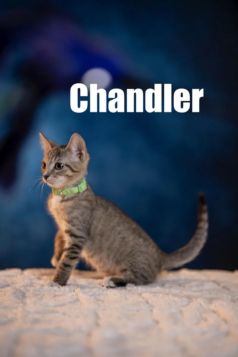 Chandler thumbnail 4