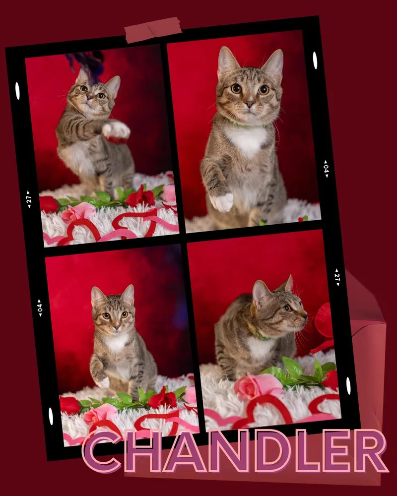 Chandler thumbnail 6