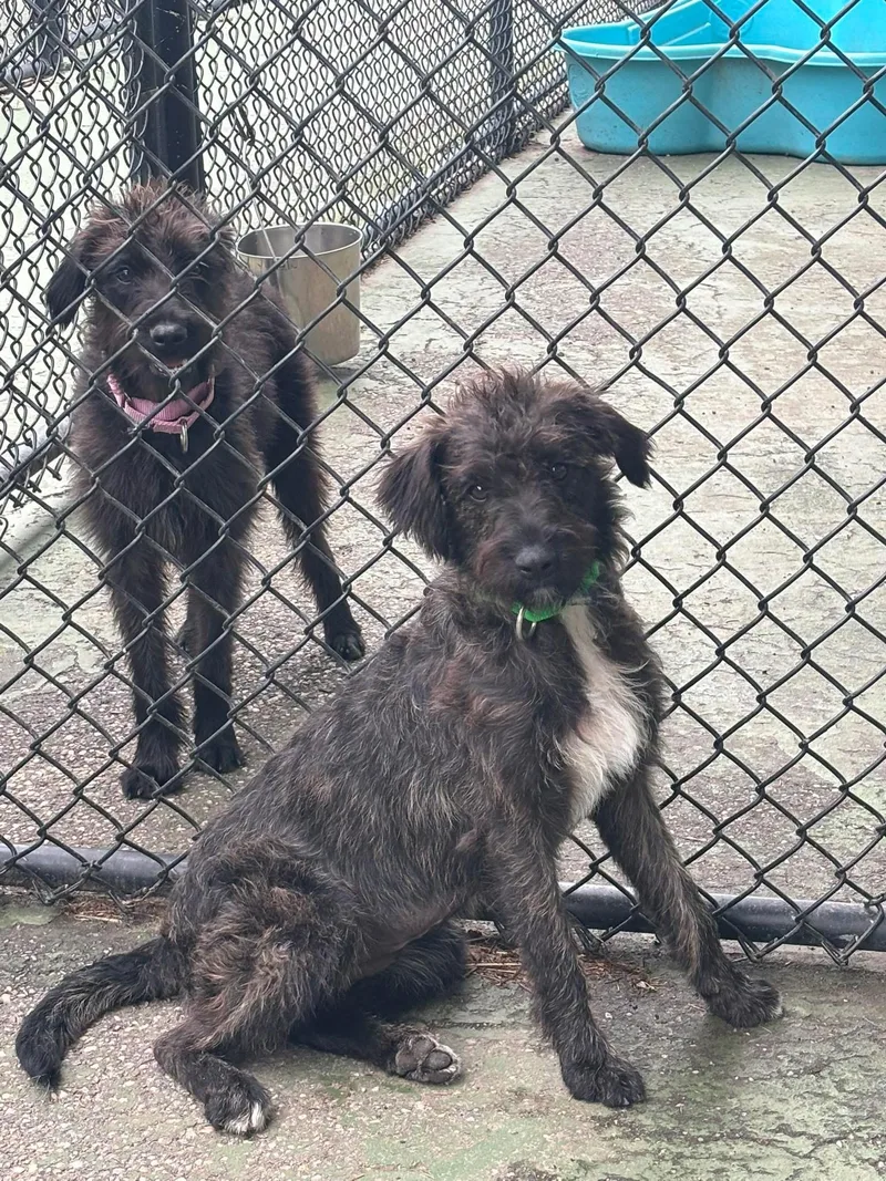 A young medium-sized female Labradoodle dog named Malarkey And Shenanigan for adoption in Southold, NY