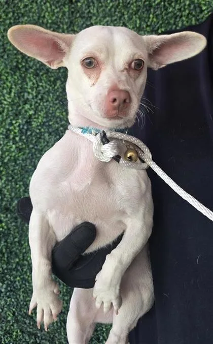 A young small-sized female Yellow / Tan / Blond / Fawn Chihuahua dog named 61394545 for adoption in El Paso, TX