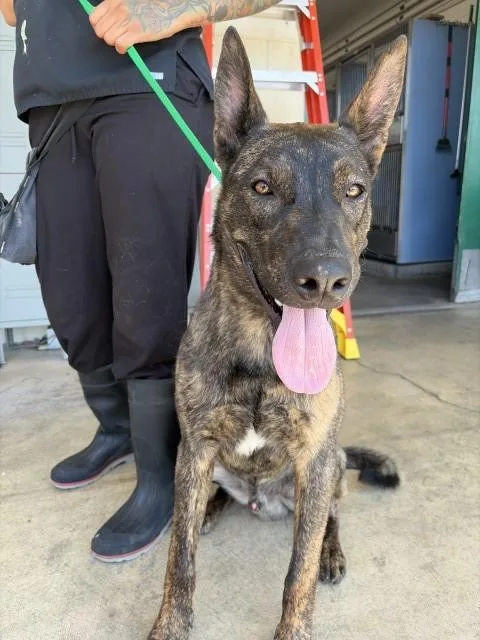 A young large-sized male Dutch Shepherd dog named Dexter for adoption in San Bernardino, CA