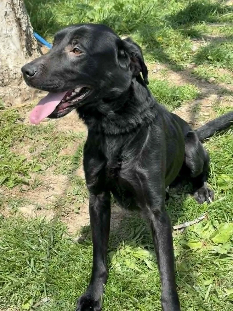 A young medium-sized male Black Labrador Retriever dog named Cole for adoption in Springfield, IL
