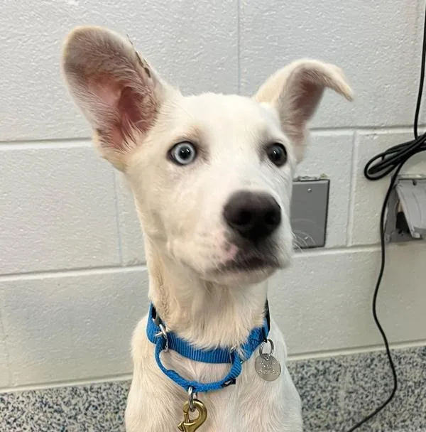 A baby medium-sized male Labrador Retriever dog named Michaelangelo for adoption in Golden, CO