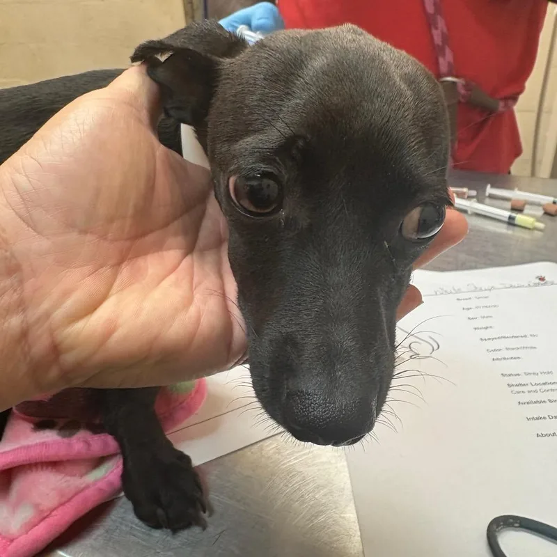 A baby small-sized male Black Terrier dog named Sam for adoption in Birmingham, AL