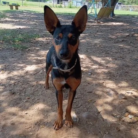 A young small-sized male Red / Chestnut / Orange Miniature Pinscher dog named Zorro for adoption in Houston, TX