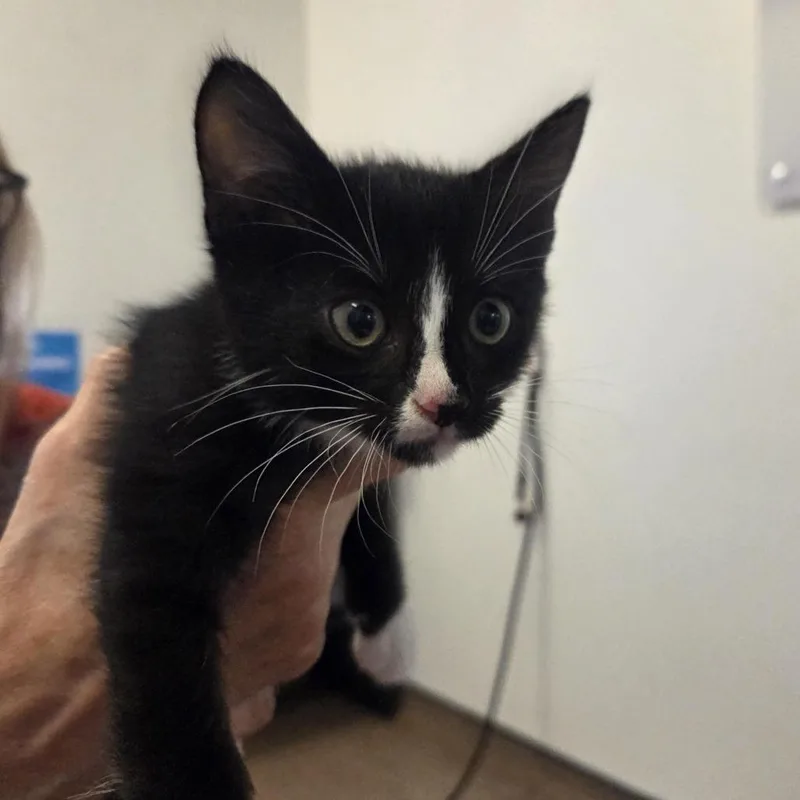 A baby small-sized male Black Domestic Short Hair cat named Butternut for adoption in Saint Louis, MO