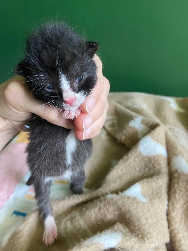 A baby small-sized male Domestic Short Hair cat named Alfie for adoption in Leonardtown, MD