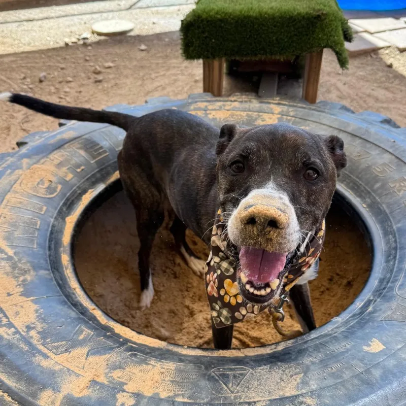 Banana Cream thumbnail 2