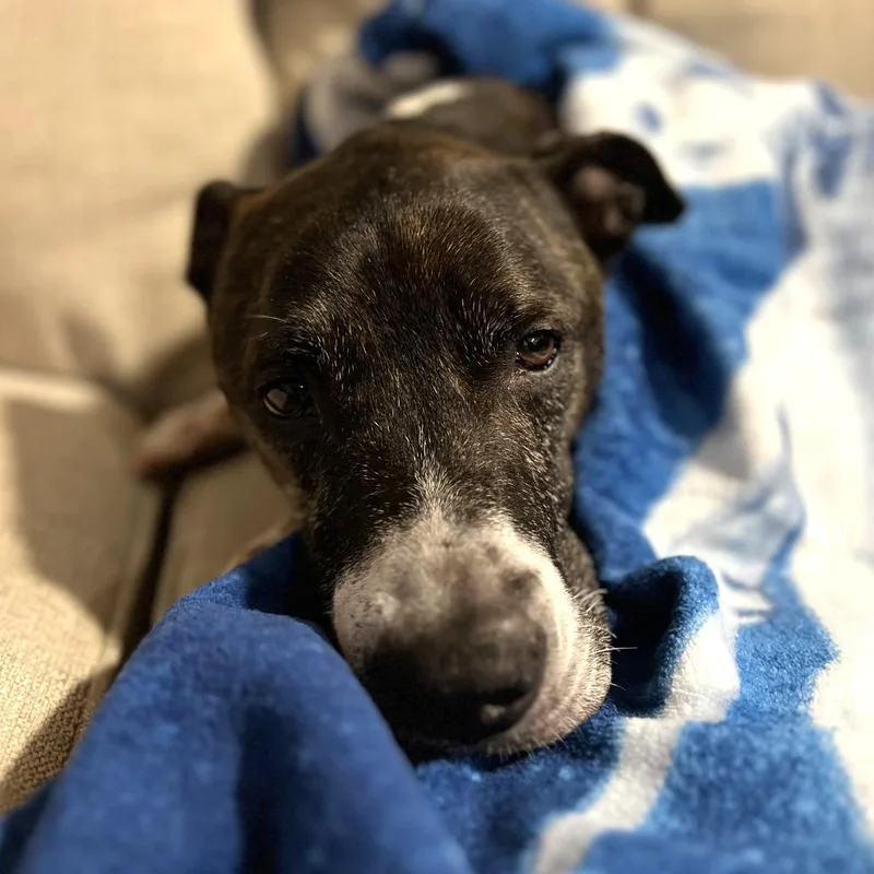 Banana Cream thumbnail 3