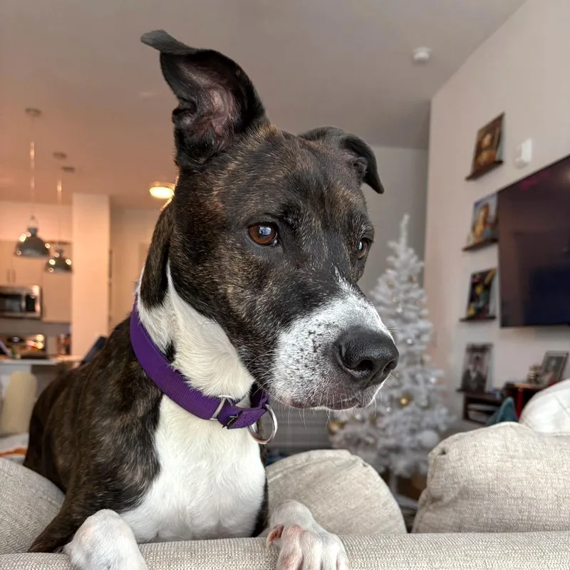 Banana Cream thumbnail 4