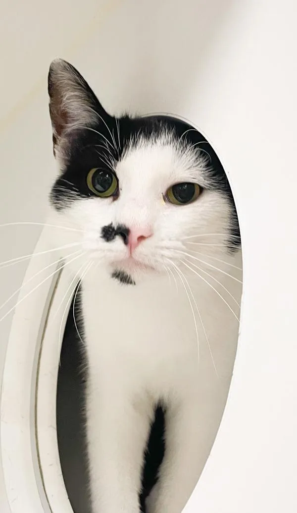 Mr. Mustache thumbnail 2