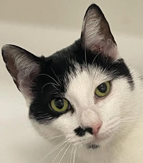 Mr. Mustache thumbnail 3