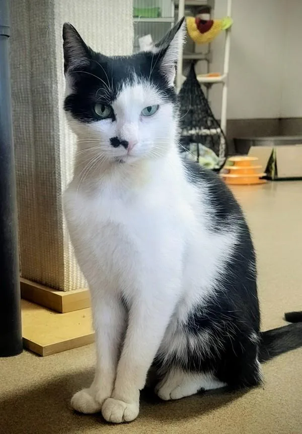 Mr. Mustache thumbnail 5