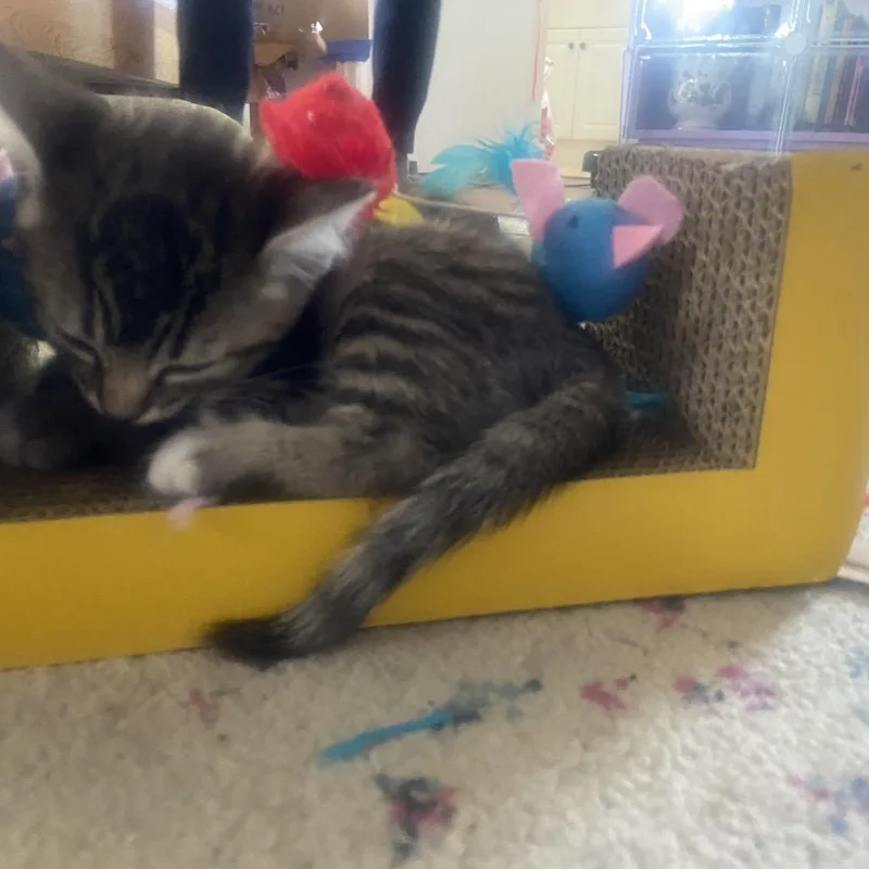 Marzipan