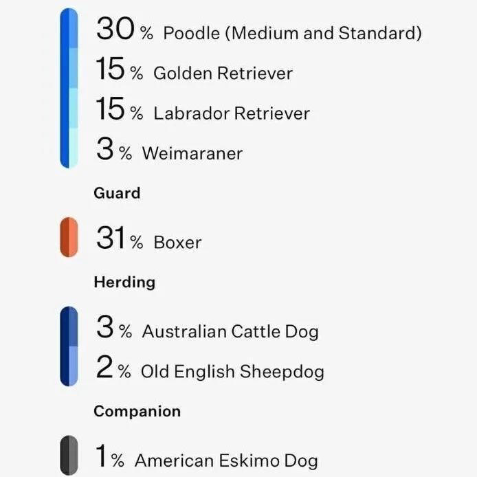 A young medium-sized male Gray / Blue / Silver Labradoodle dog named Luffy for adoption in Brentwood, CA