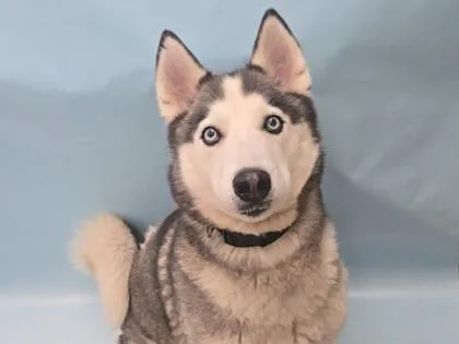 An adult large-sized female Siberian Husky dog named Athena for adoption in Coon Rapids, MN