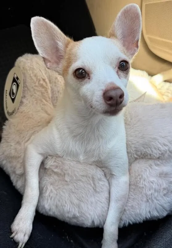 An adult small-sized male Chihuahua dog named Benjamin for adoption in Dallas, TX