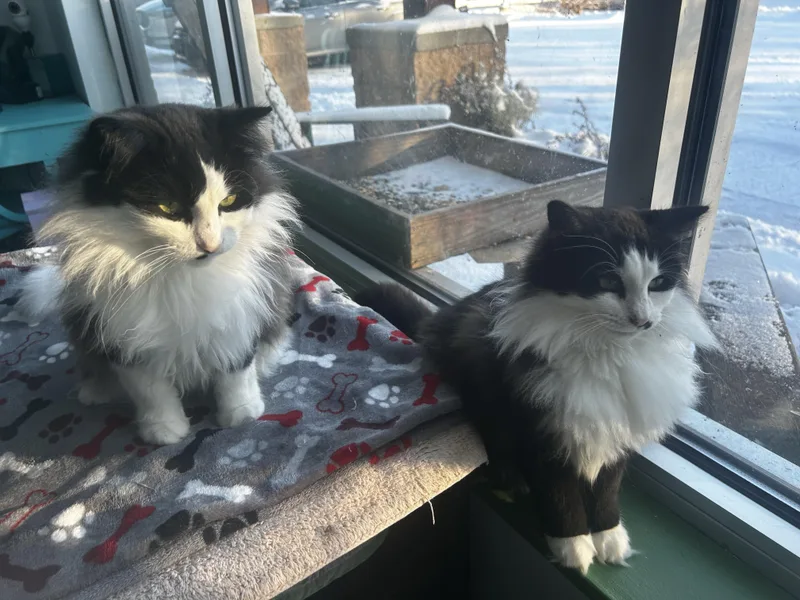Tilly And Smudge