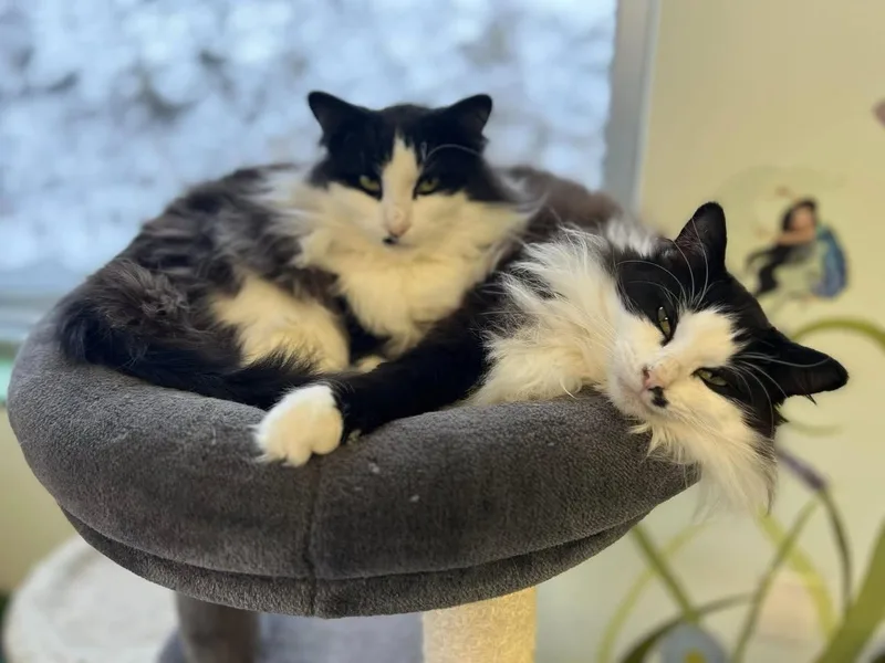 Tilly And Smudge thumbnail 3