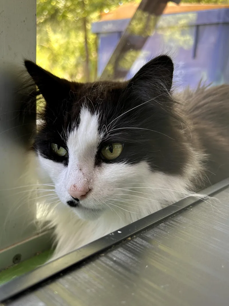 Tilly And Smudge thumbnail 6