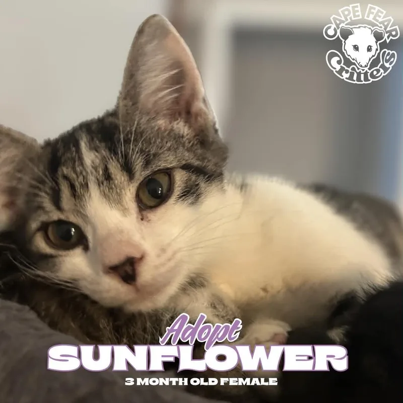 A young small-sized female Domestic Short Hair cat named Sunflower for adoption in Wilmington, NC