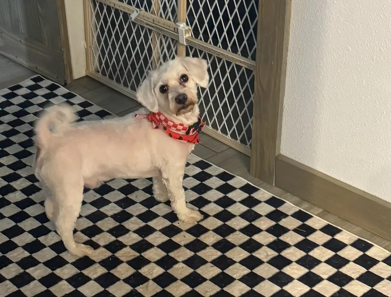 An adult small-sized male White / Cream Coton de Tulear dog named Diesel for adoption in Garland, TX