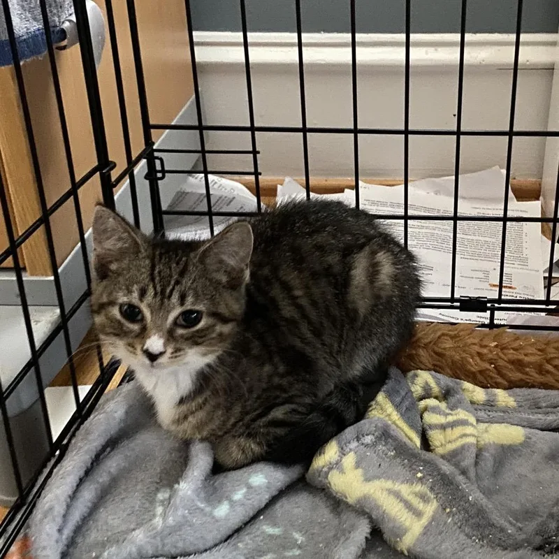 A baby small-sized male Brown / Chocolate Domestic Short Hair cat named Percy HWRStray for adoption in Woodbridge, VA