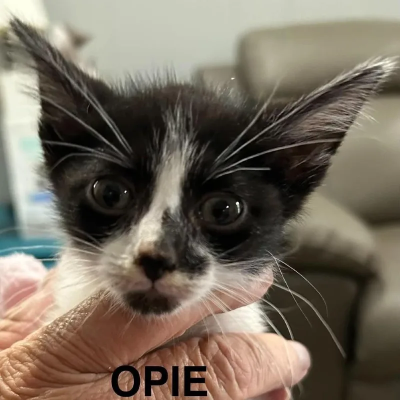 A baby small-sized male Black Domestic Short Hair cat named Opie for adoption in South Elgin, IL