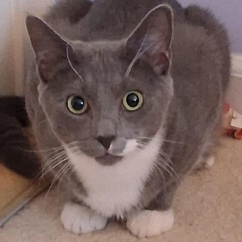 A young small-sized male Gray / Blue / Silver Domestic Short Hair cat named Basil Ellis for adoption in Merrifield, VA