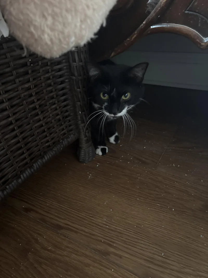 A young small-sized female Black & White / Tuxedo Domestic Short Hair cat named Lottie for adoption in White Bluff, TN