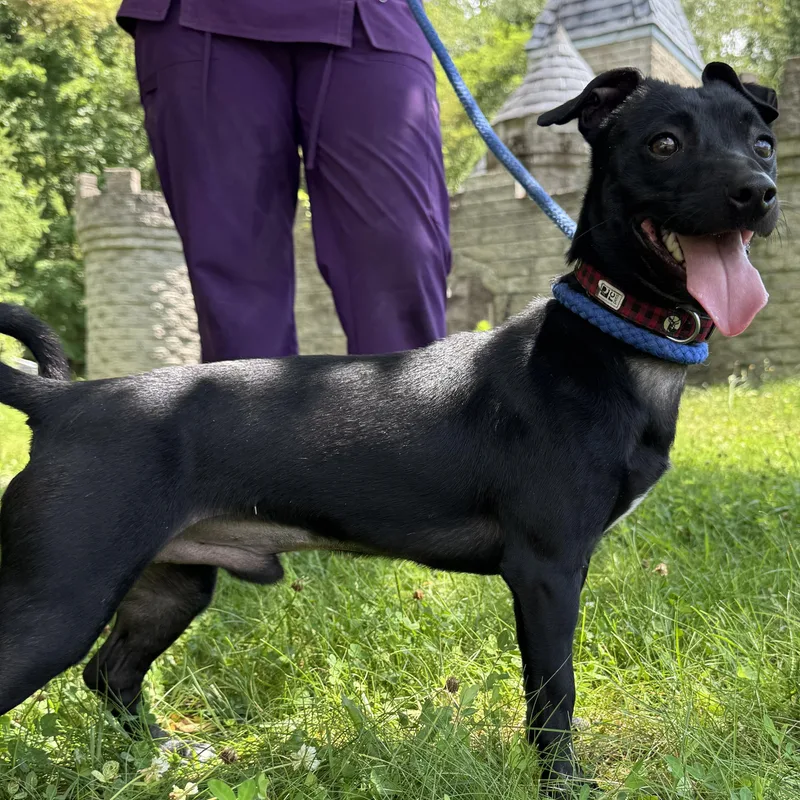A young small-sized male Black Chihuahua dog named Blake for adoption in Latrobe, PA