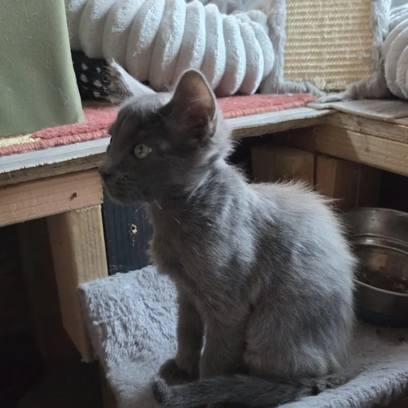 Mr. Miyagi