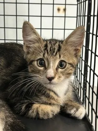 A baby small-sized male Domestic Short Hair cat named Binx for adoption in Largo, FL