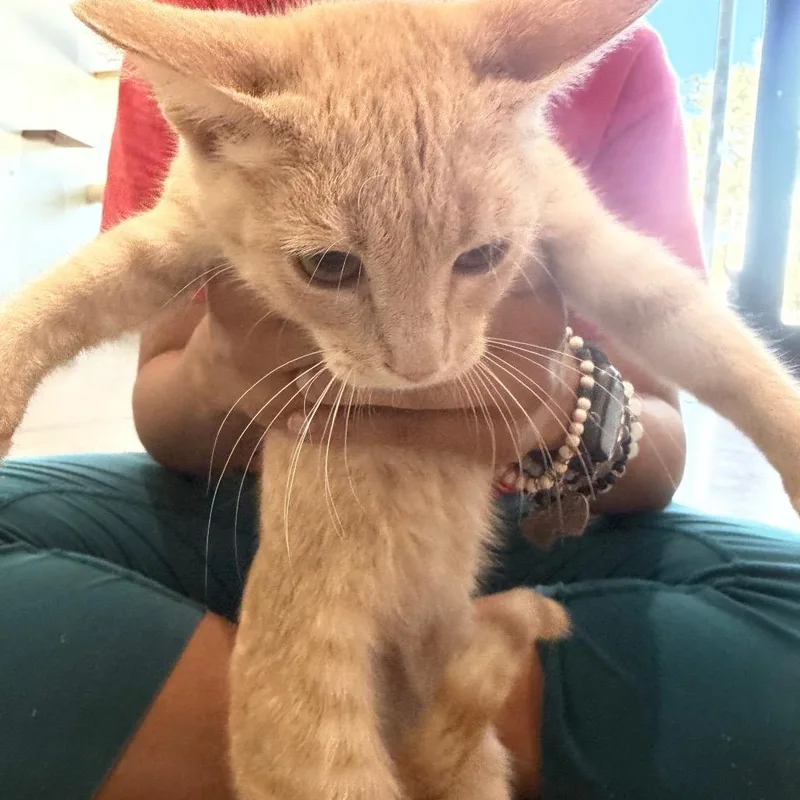 A baby small-sized male Orange / Red Domestic Short Hair cat named Bill for adoption in Leander, TX