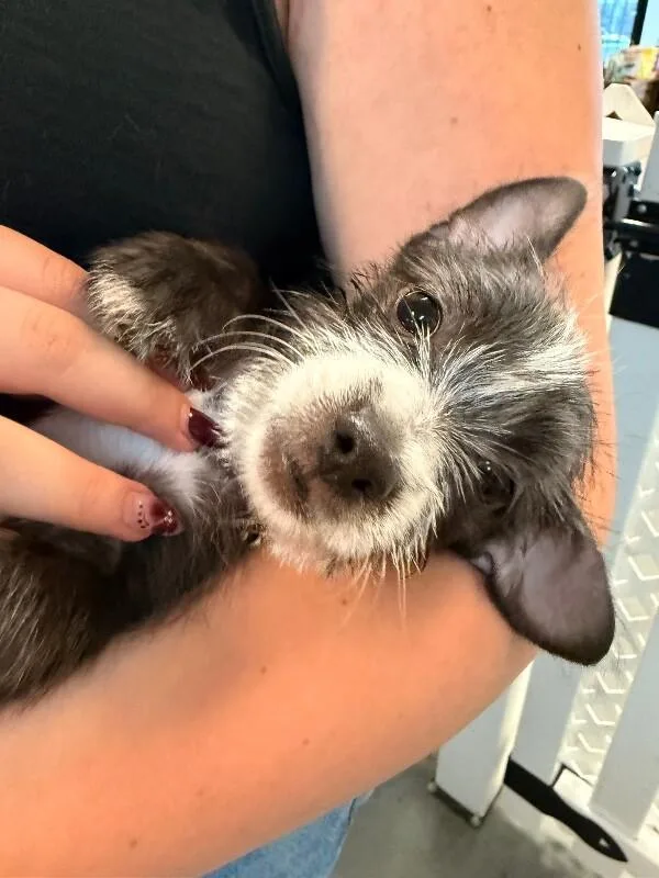 Jerry thumbnail 5