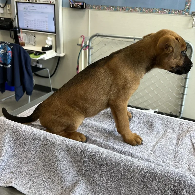 A baby small-sized male Mixed Breed dog named Troy for adoption in Las Cruces, NM
