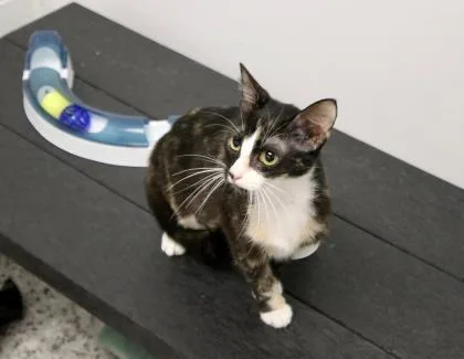 An adult medium-sized female Domestic Short Hair cat named Cali for adoption in West Chester, PA