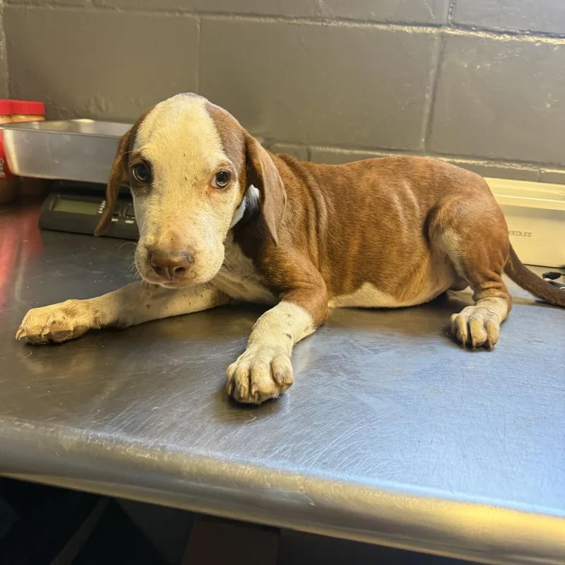 A baby medium-sized male Brown / Chocolate Hound dog named Maverick for adoption in Tuscaloosa, AL