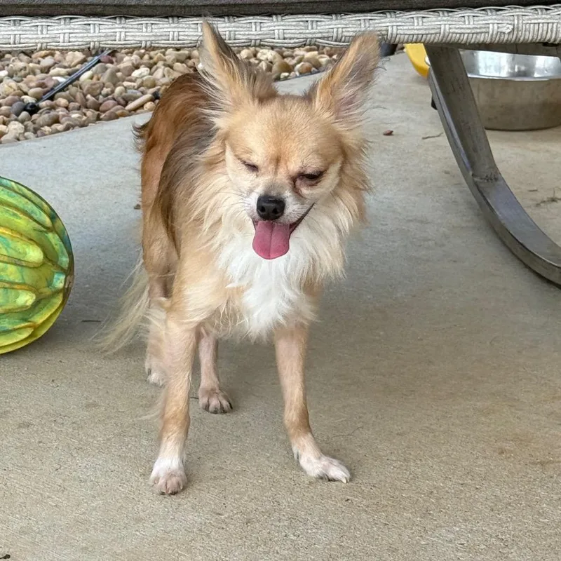 A senior small-sized male Yellow / Tan / Blond / Fawn Yorkshire Terrier dog named Doug for adoption in Southside, TN