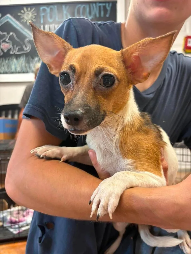 A young small-sized female Chihuahua dog named Smores for adoption in Bolivar, MO