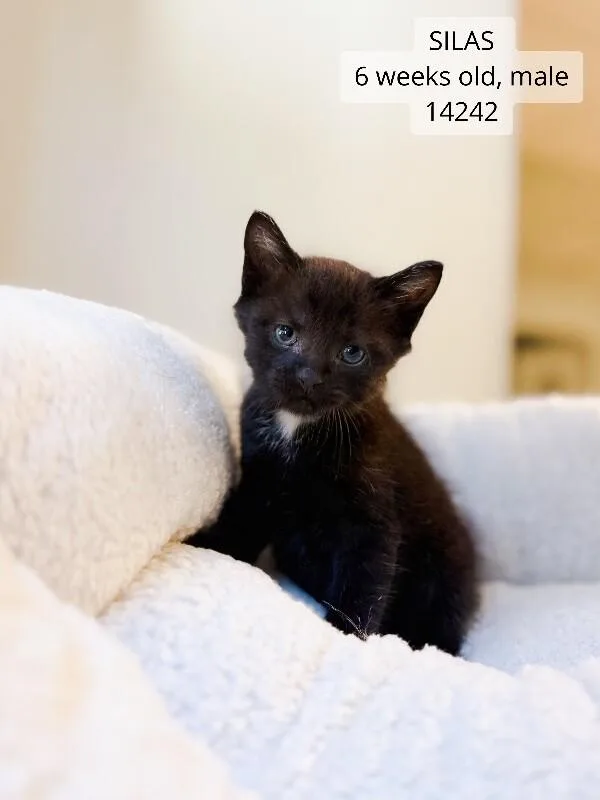 A young medium-sized male Black Domestic Short Hair cat named Silas for adoption in Supply, NC