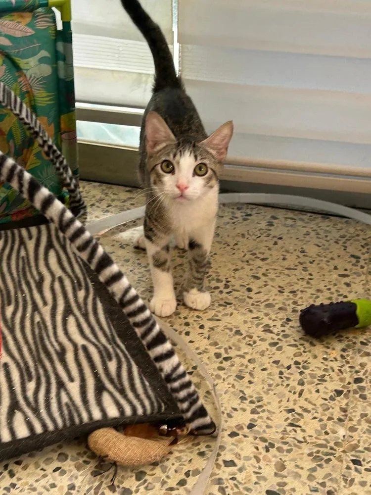 A baby small-sized male Domestic Short Hair cat named Simba for adoption in Naranjito, PR